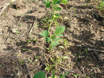Linha de soja, com ocorrncia da trapoeraba (Commelina benghalensis). Podemos observar sinais de amarelamento da trapoeraba, nove dias aps a aplicao do herbicida a base de Imazetapir