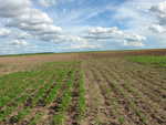 Vista geral das 18 parcelas de soja plantadas no local em duas pocas