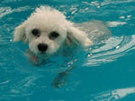 O Tom  um poodle microtoy de 1 ano e meio que adora a piscina. No vero, a Michele precisa ficar de olho nele. Se bobear, ele pula!