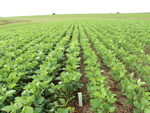 Lavoura experimental, 40 dias aps a germinao, semeadura convencional e semeadura direta