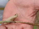 Planta morta com sintomas de Rizoctonia