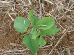 Lagarta atacando planta da soja