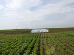 Vista do ponto onde est instalada a cmera. Na margem inferior direita est a segunda poca de plantio da cultivar BRSMG 752 S e na margem inferior esquerda a cultivar plantada na primeira poca BRS 252 (Serena)