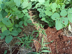 Lavoura do agricultor: Presena de capim marmelada e dano foliar causado por lagartas