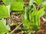 Fotografias tiradas em outubro apontam o desenvolvimento anmalo das plantas