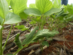 Imagem de Sinop: Fotografias tiradas em outubro apontam o desenvolvimento anmalo das plantas