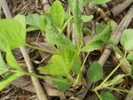 Imagem de Sinop: Fotografias tiradas em outubro apontam o desenvolvimento anmalo das plantas