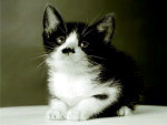 Frajolinha, esta no calendrio com fotos de animais abandonados.