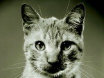 Rbio, esta no calendrio com fotos de animais abandonados.