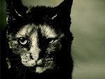 Stormy, esta no calendrio com fotos de animais abandonados.