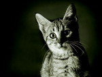 Raj, esta no calendrio com fotos de animais abandonados.