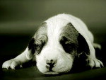 Pingo, esta no calendrio com fotos de animais abandonados.