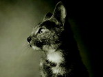 Mel, esta no calendrio com fotos de animais abandonados.