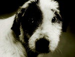 Cabeo, esta no calendrio com fotos de animais abandonados.