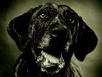 Via, esta no calendrio com fotos de animais abandonados.