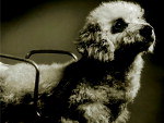 Dudu, esta no calendrio com fotos de animais abandonados.