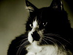 Gordo, esta no calendrio com fotos de animais abandonados.