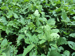 Dano foliar, estimado em 10%, sem necessidade de controle