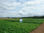 Vista geral da rea e no detalhe uma placa de identificao das cultivares
