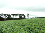 Imagem da lavoura do agricultor em 16 de dezembro, estdio V10