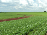 Lavoura experimental, segunda poca 31 dias e primeira poca 51 dias
