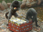 Encontrando as frutas