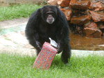 Chimpanz com presente
