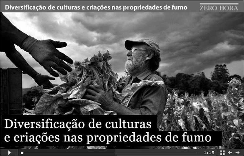 Fumicultores apostam na diversificação em propriedades